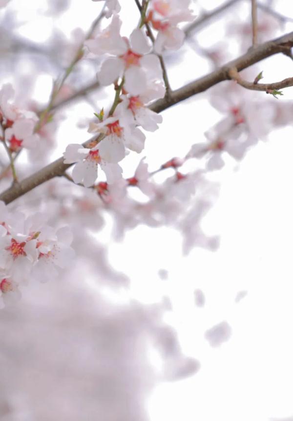 人間桃花源！林芝桃花有多絕？