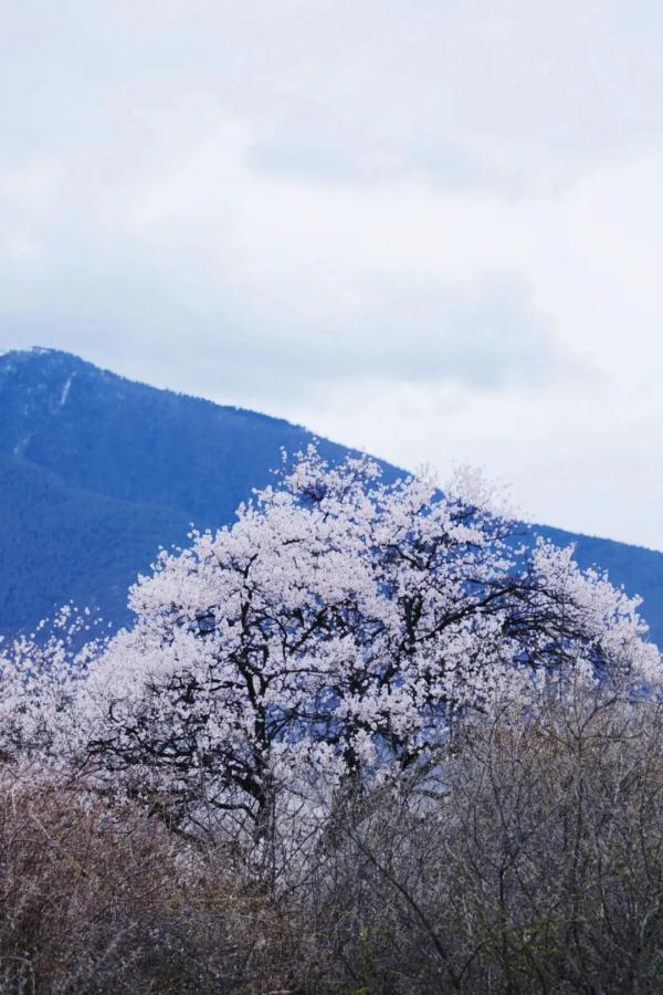 人間桃花源！林芝桃花有多絕？