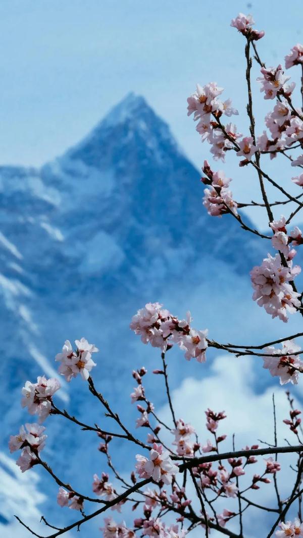 人間桃花源！林芝桃花有多絕？