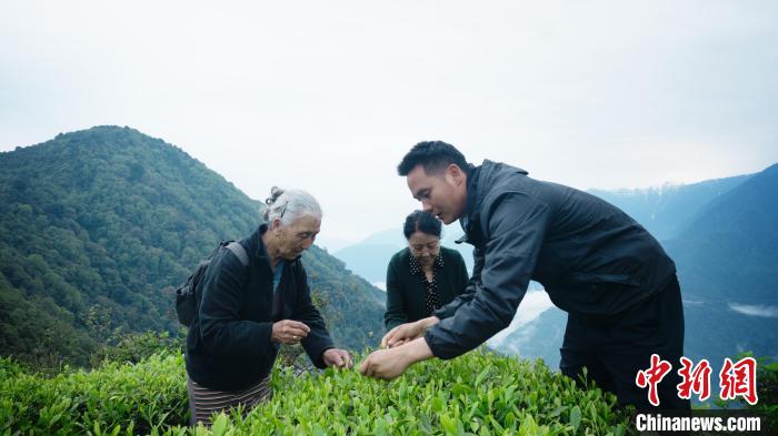 圖為銀發(fā)旅游體驗(yàn)團(tuán)兩位老人體驗(yàn)采茶?！∥鞑貙ｍ?xiàng)旅游協(xié)會(huì)供圖