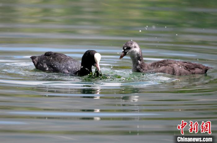 圖為6月22日，棲息在拉魯濕地內(nèi)的古頂雞?！±盍?攝