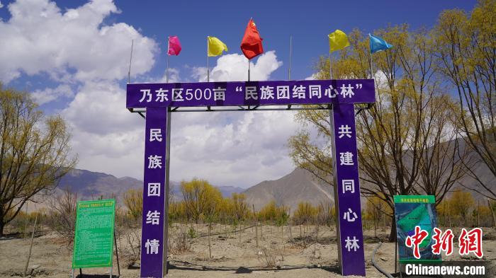 圖為“民族團(tuán)結(jié)同心林”項(xiàng)目?！∧藮|融媒供圖