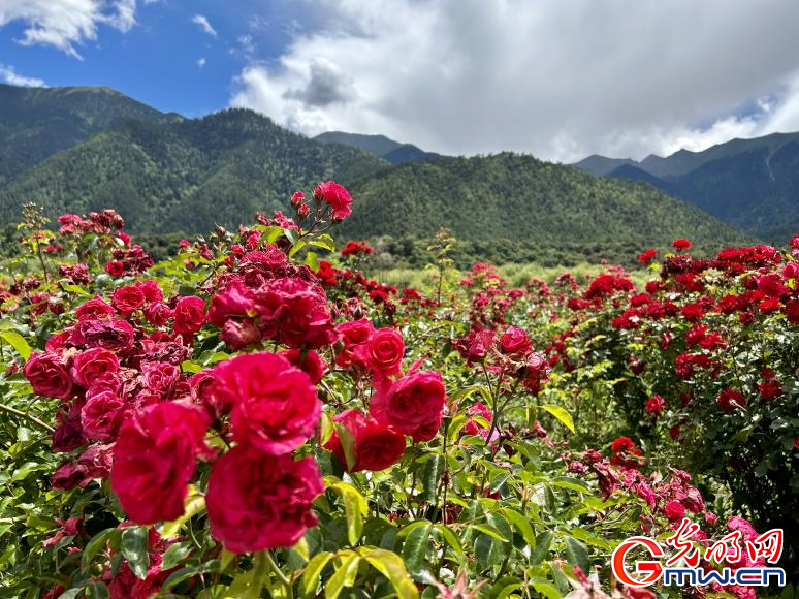 我們的家園丨工布花谷：高原花開香飄全國(guó)，產(chǎn)業(yè)經(jīng)濟(jì)增收致富