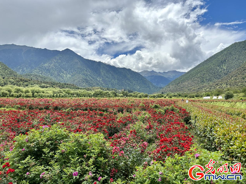 我們的家園丨【組圖】 綠水青山入畫，“金山銀山”筑起