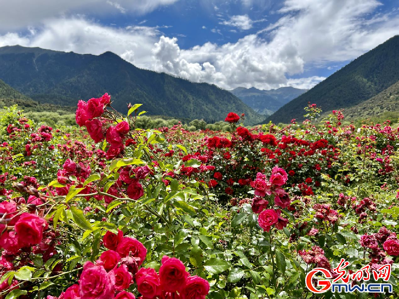 我們的家園丨【組圖】 綠水青山入畫，“金山銀山”筑起