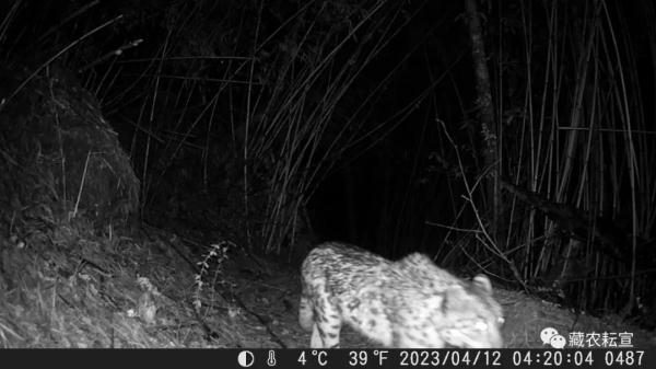 西藏色季拉山發(fā)現雪豹、白頰獼猴等多種珍稀野生動物
