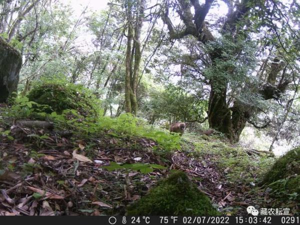 西藏色季拉山發(fā)現雪豹、白頰獼猴等多種珍稀野生動物