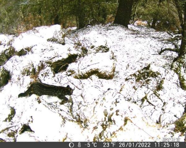 西藏色季拉山發(fā)現雪豹、白頰獼猴等多種珍稀野生動物