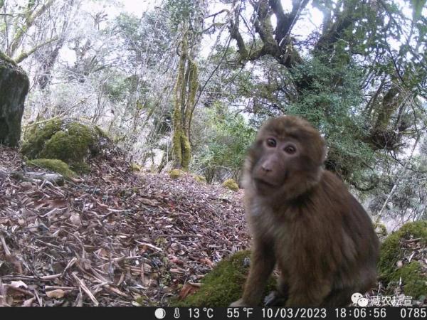 西藏色季拉山發(fā)現雪豹、白頰獼猴等多種珍稀野生動物