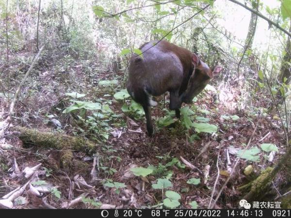 西藏色季拉山發(fā)現雪豹、白頰獼猴等多種珍稀野生動物