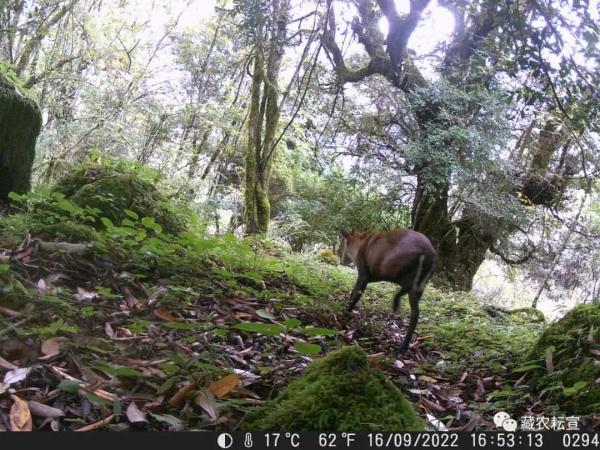 西藏色季拉山發(fā)現雪豹、白頰獼猴等多種珍稀野生動物