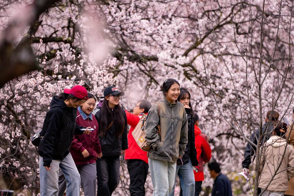 桃花盛開惹人醉，八方游客賞花來。徐馭堯攝