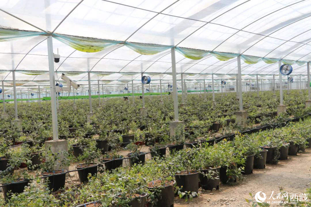 戈壁田園藍(lán)莓工業(yè)化種植基地。次仁龍布攝