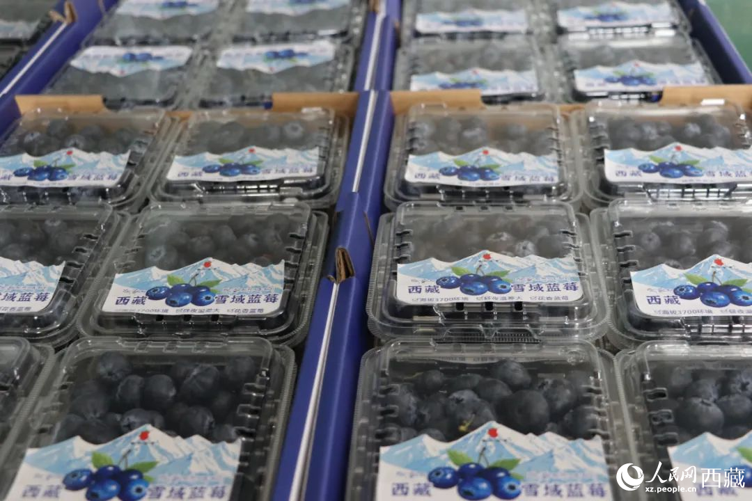 包裝好的藍(lán)莓。次仁龍布攝