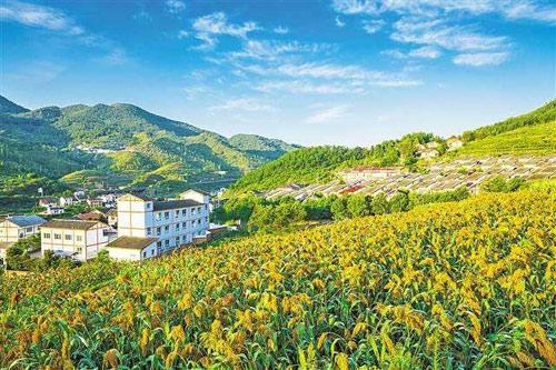 【理上網(wǎng)來o輝煌十九大】鄉(xiāng)村振興戰(zhàn)略：更綜合、全面、系統(tǒng)的發(fā)展戰(zhàn)略