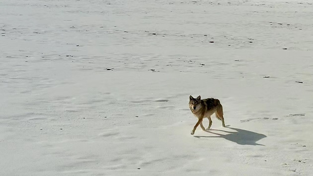 雪地里的阿里“狼”。