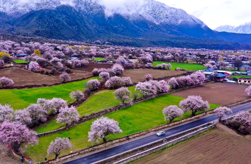 波密縣傾多鎮(zhèn)如納村盛開(kāi)的桃花。徐馭堯攝