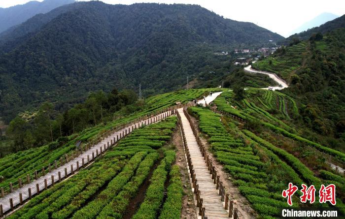 圖為西藏林芝市墨脫縣背崩鄉(xiāng)格林村山頂?shù)木坝^茶園。(無(wú)人機(jī)照片) 李林 攝